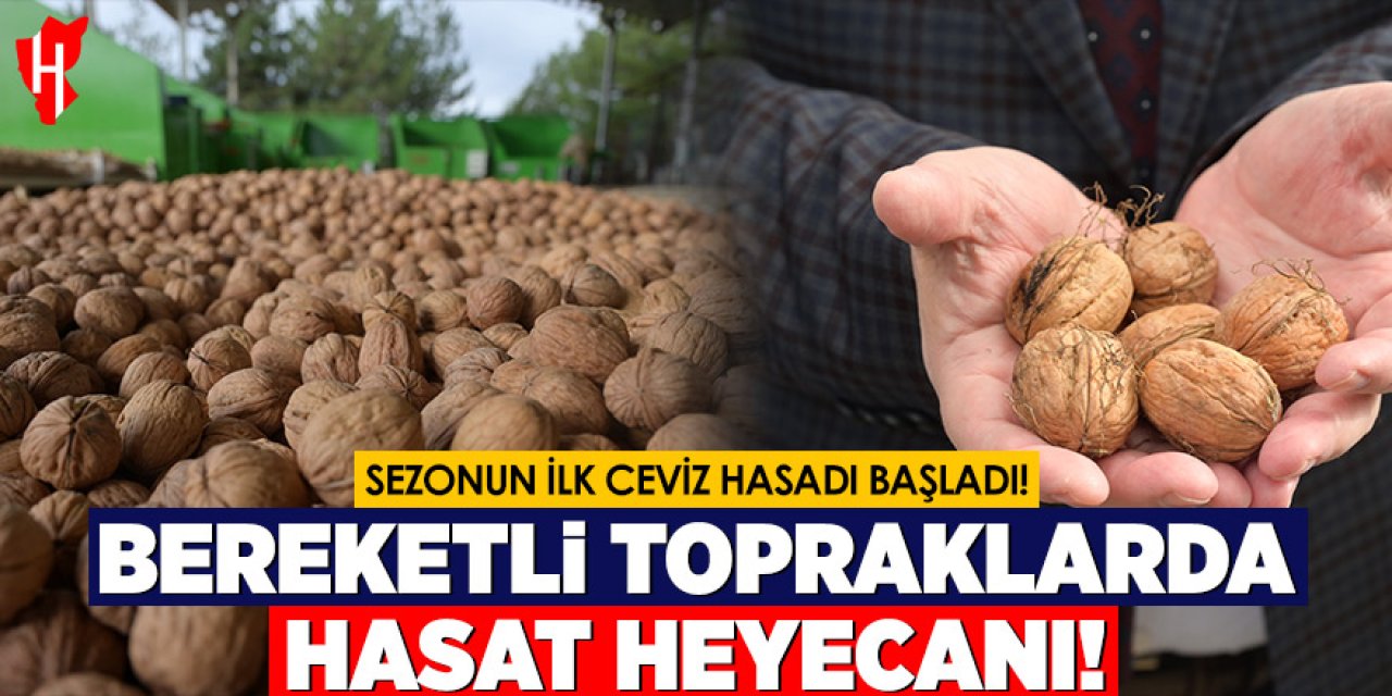Üretici umutlu: Ceviz hasadı başladı