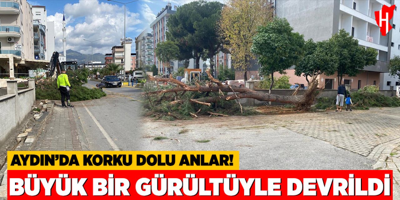 Aydın'da korku dolu anlar: Büyük gürültüyle devrilen ağaç panik yarattı