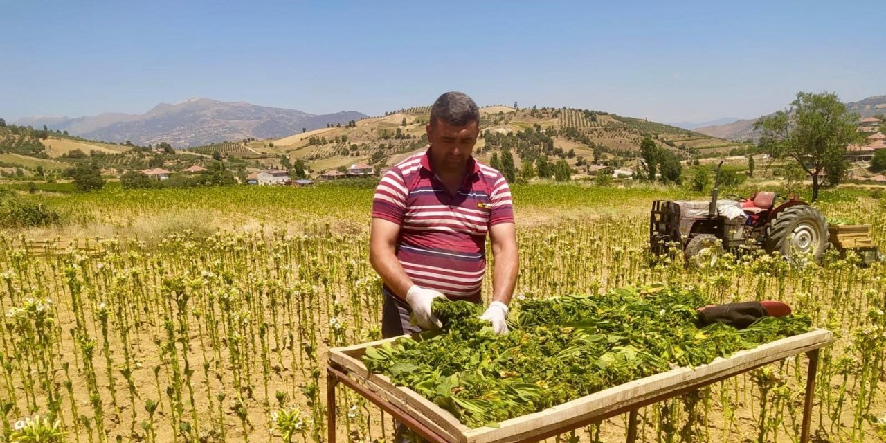 Manisa'nın 9 aylık tarım ihracatı 706,7 milyon dolara ulaştı