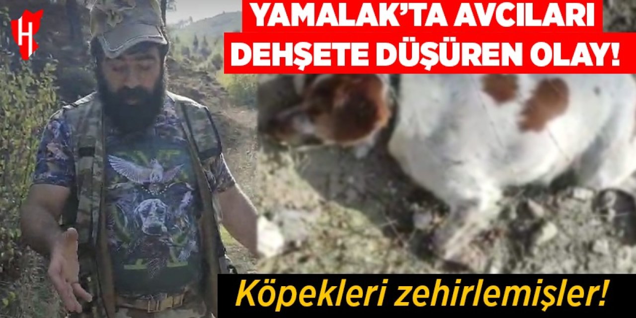 Yamalak'ta avcıları dehşete düşüren olay: Köpekleri zehirlemişler!