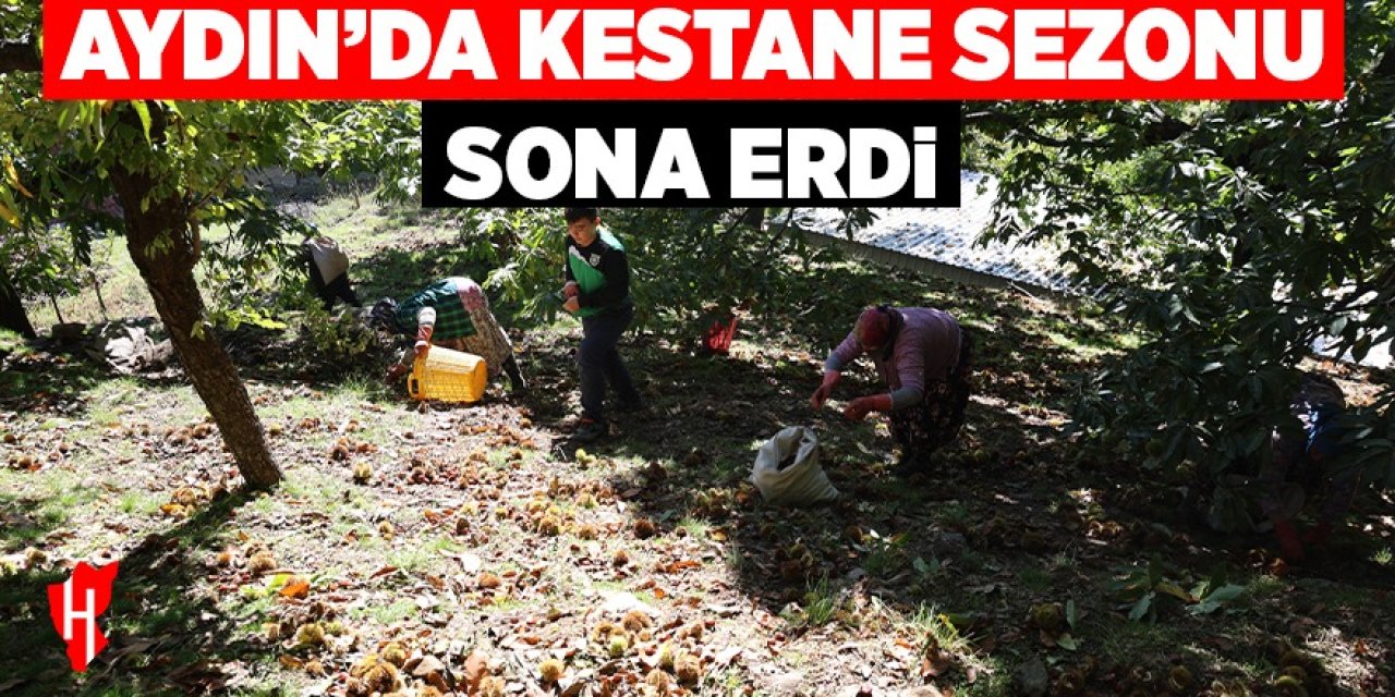 Aydın'ın dağlarında kestane sezonu sona erdi