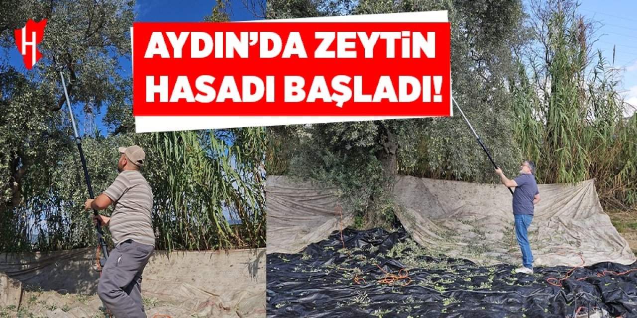 Aydın'da zeytin hasadı başladı