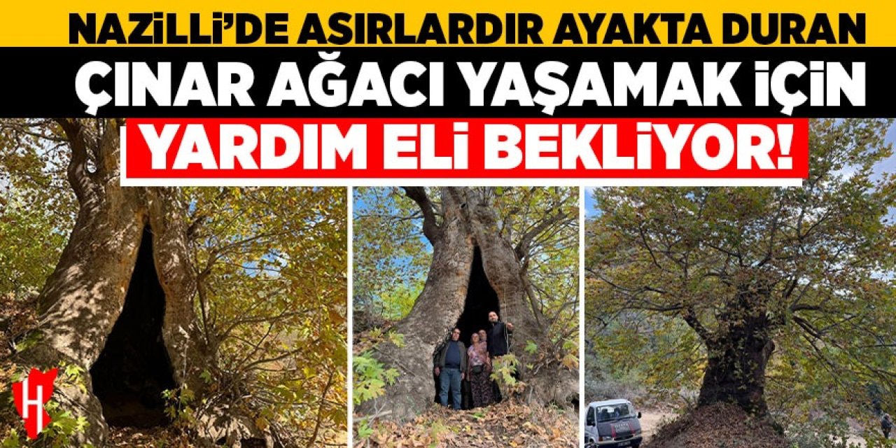 Nazilli’de asırlardır ayakta duran çınar ağacı yaşamak için yardım eli bekliyor!