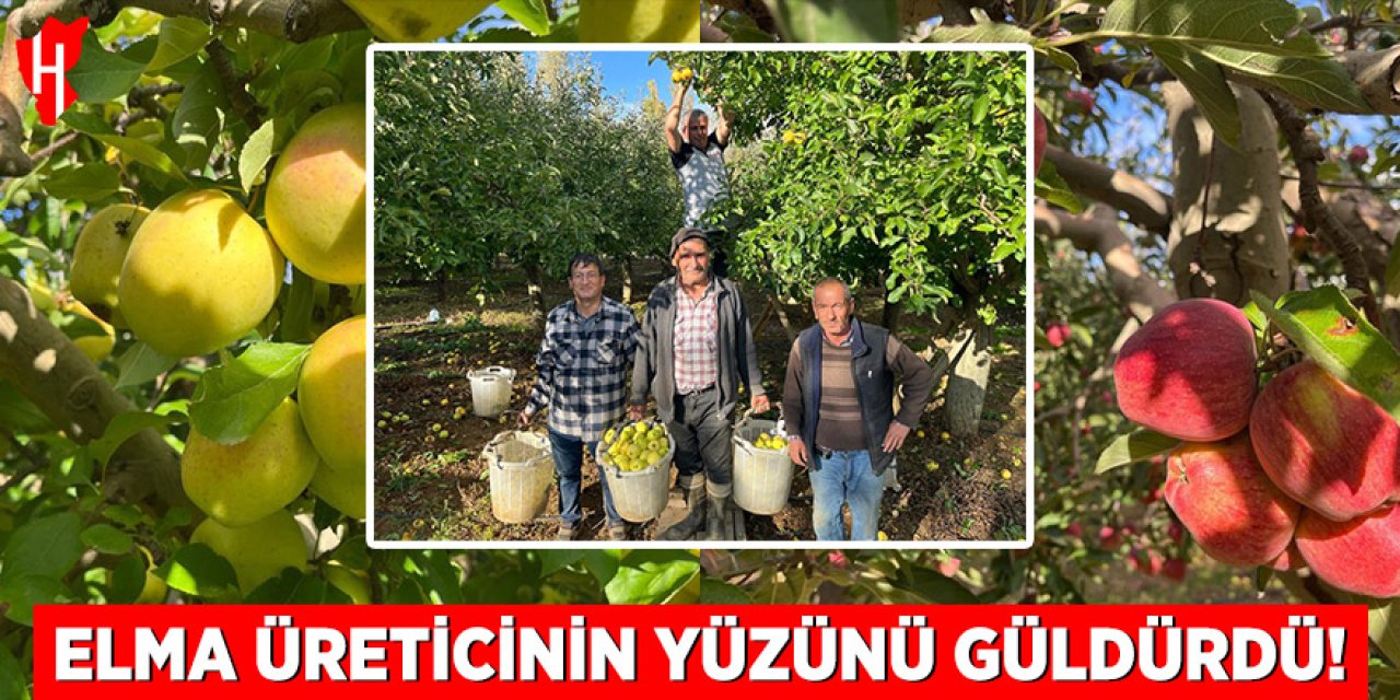 Elma hasadı başladı: Üreticinin yüzü güldü