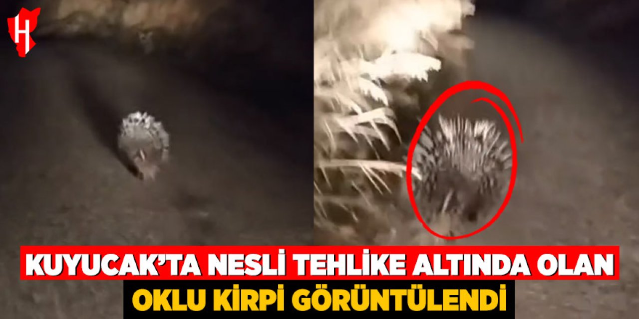 Kuyucak'ta nesli tehlike altında olan oklu kirpi görüntülendi
