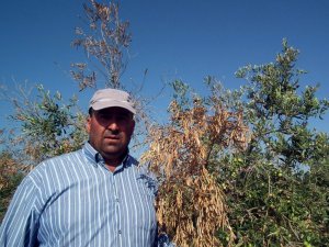 Aydın’da Zeytin Ağaçları Kurumaya Devam Ediyor