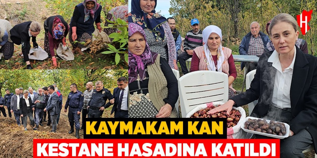 Kaymakam Kan, kestane hasadına katıldı
