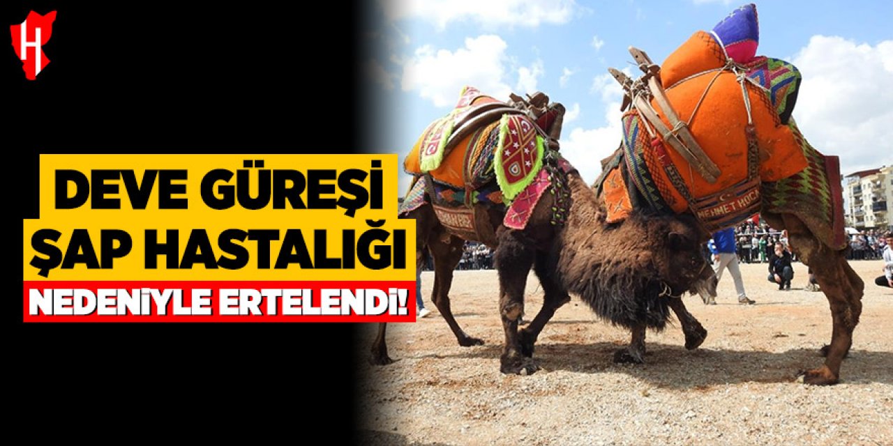 Deve güreşi şap hastalığı nedeniyle ertelendi!