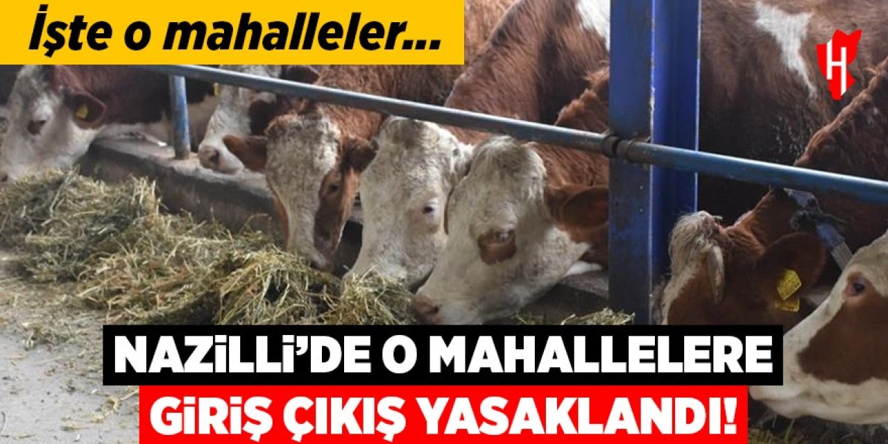Nazilli'de şap alarmı: O mahallelere giriş çıkış yasaklandı