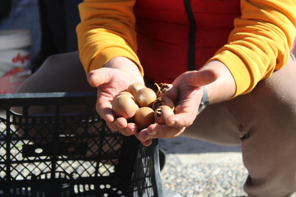 Aydın dağlarından gelen şifa