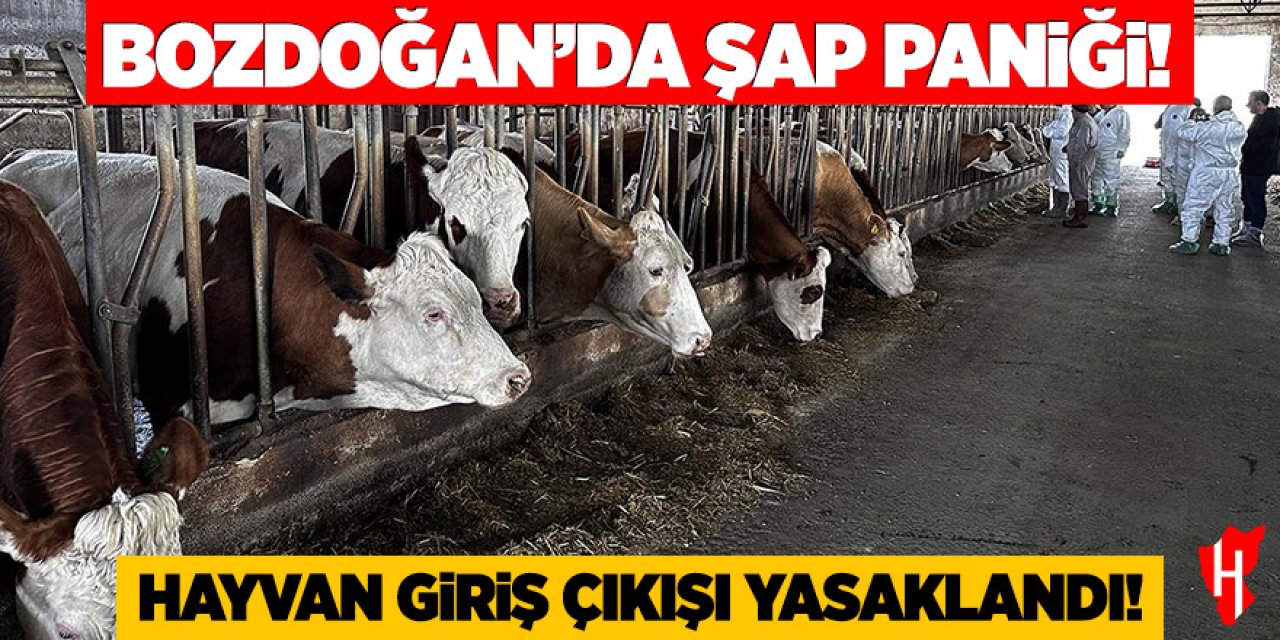 Bozdoğan'da şap paniği: Hayvan giriş çıkışı yasaklandı