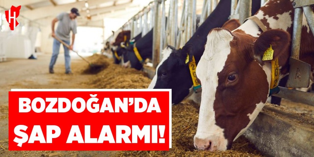 Bozdoğan'da şap alarmı