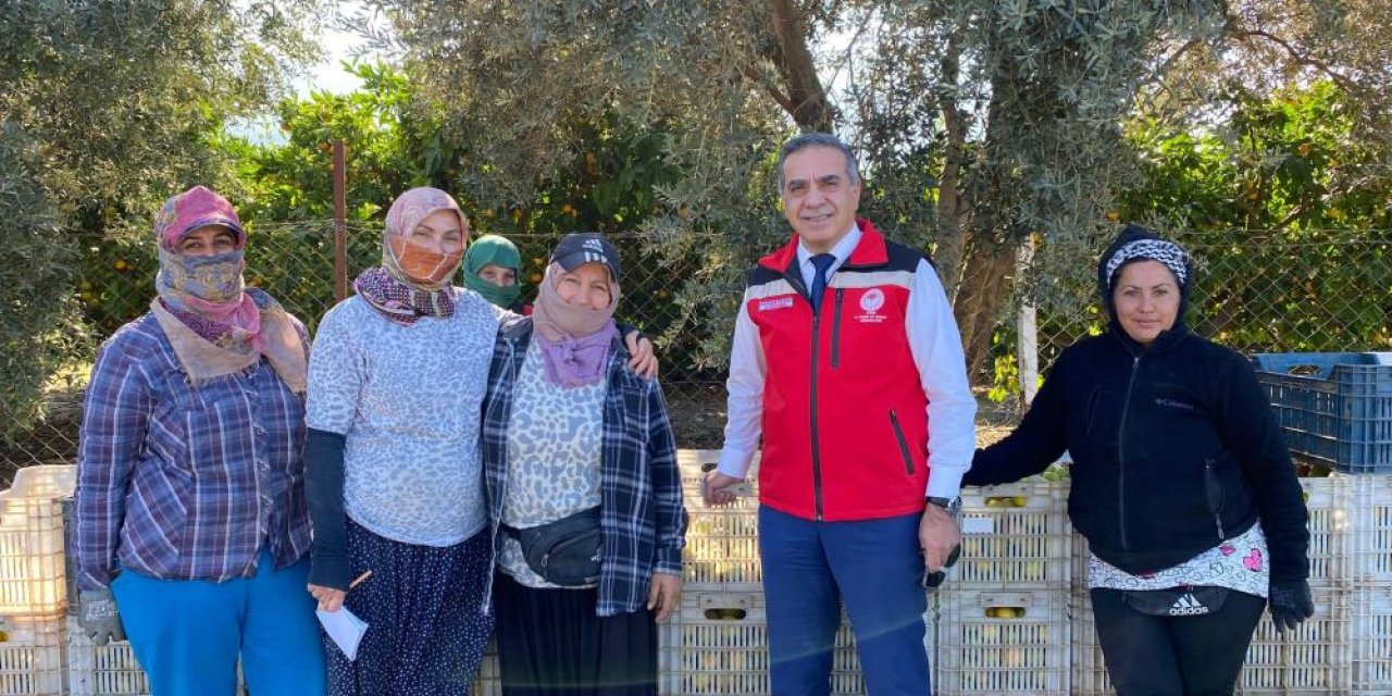Aydın'da mandalina bahçelerinde hasat heyecanı