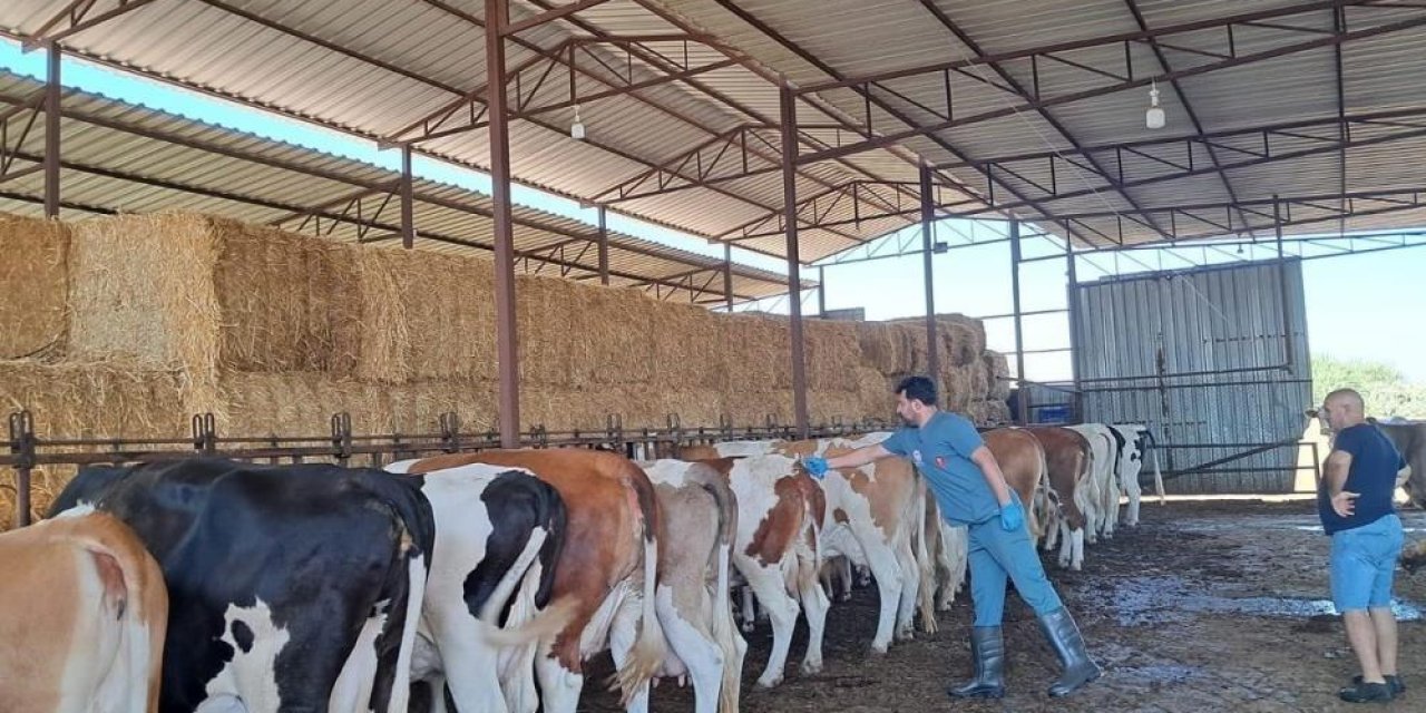 Aydın'da şap hastalığı tehlikesi: 7 mahallede şap aşısı çalışması hızlandırıldı