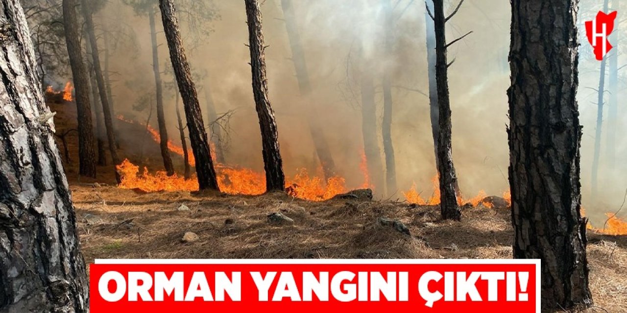 Orman yangını çıktı