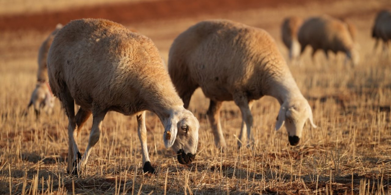 Medya dünyasından hayvancılığa: Stresi bırakıp köyde huzuru buldu