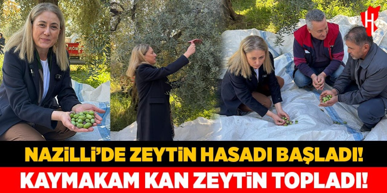 Nazilli’de zeytin hasadı başladı! Kaymakam Kan zeytin topladı