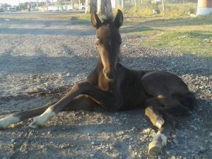 Ayağı kırılan tay beş saat yardım bekledi