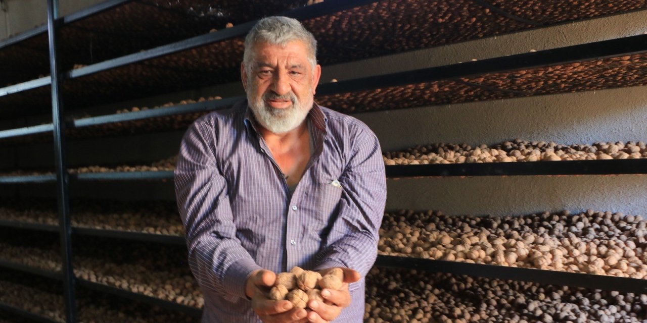 Ceviz üretimiyle Avrupa'daki maaşından daha çok kazanıyor