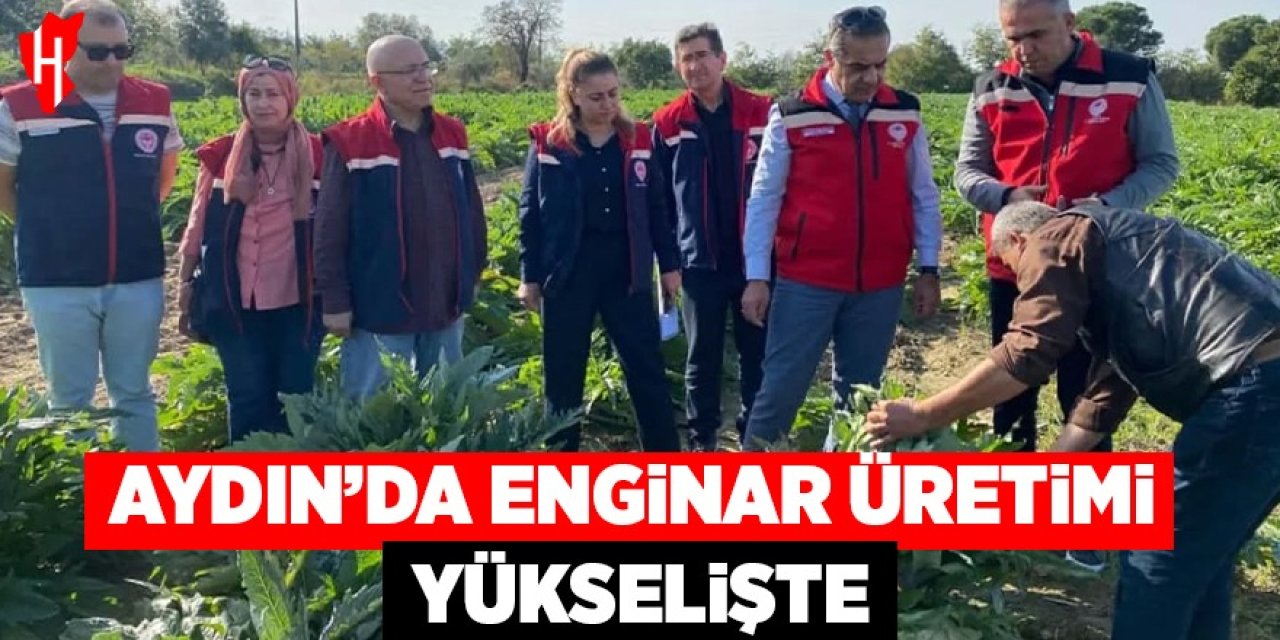 Aydın'da enginar üretimi yükselişte
