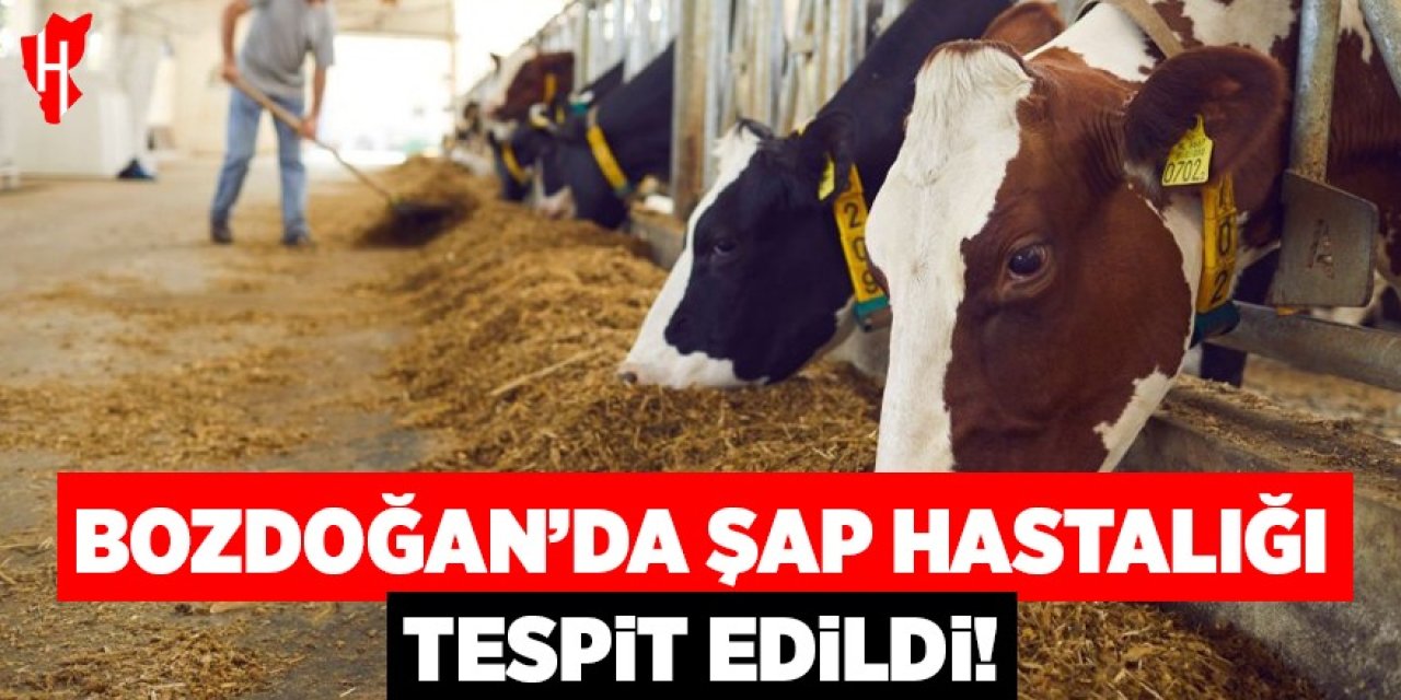 Bozdoğan'da şap hastalığı tespit edildi