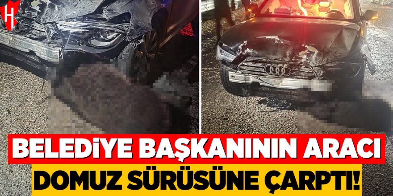 Belediye başkanının aracı domuz sürüsüne çarptı!