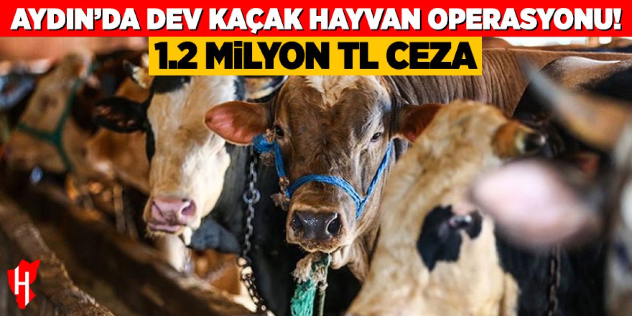 Aydın'da dev kaçak hayvan operasyono: Kaçakçılara 1.2 milyon TL ceza!