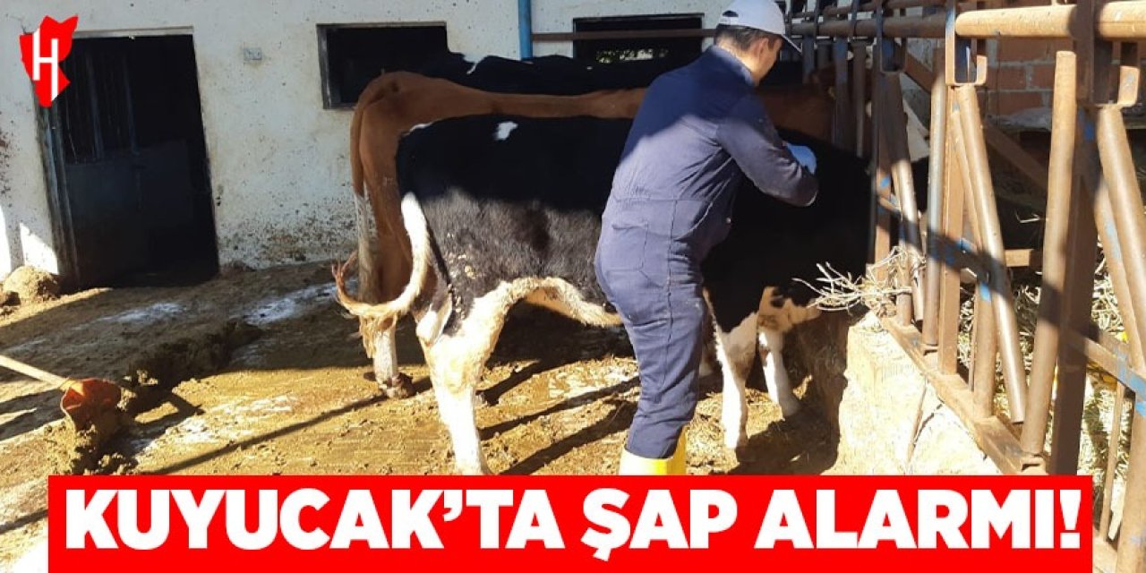Kuyucak’ta şap alarmı