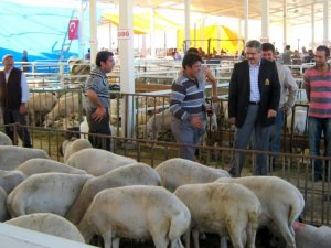 Belediye Başkanı Haluk Alıcık, Hayvan Pazarı'nı Gezdi