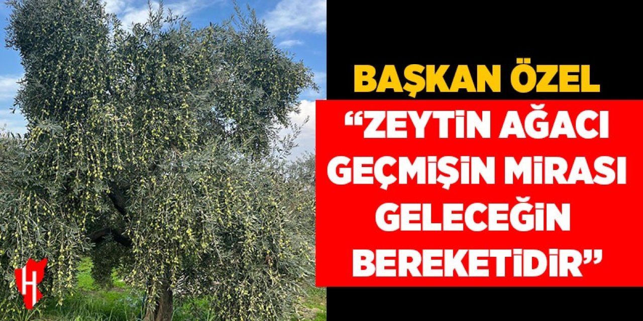 Başkan Özel “Zeytin ağacı geçmişin mirası geleceğin bereketidir”