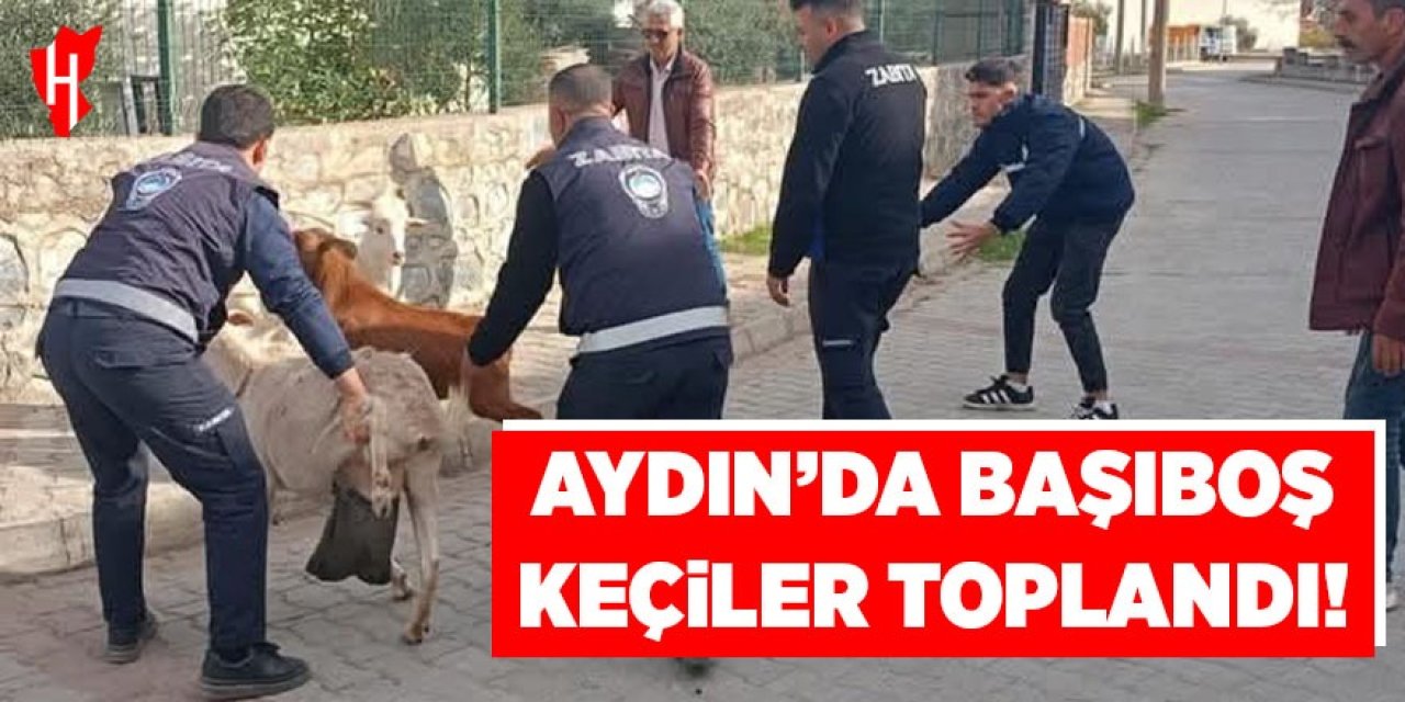 Aydın'da başıboş keçiler toplandı