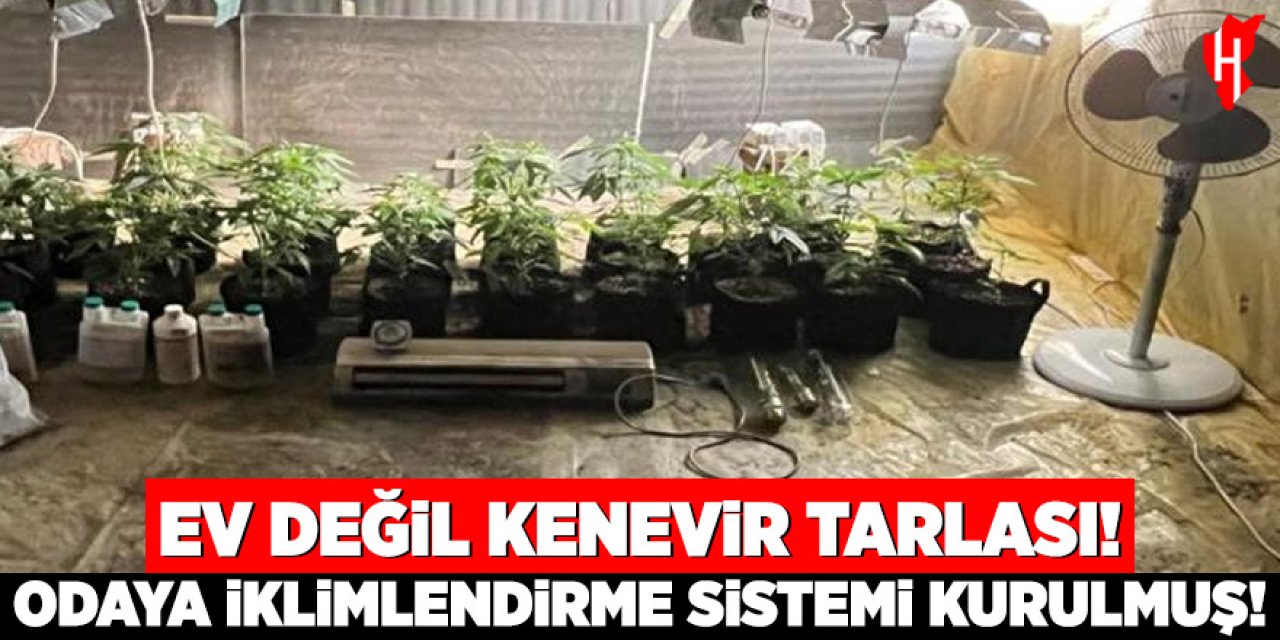 Ev değil kenevir tarlası! Suçüstü yakalandı!