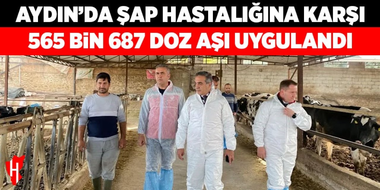 Aydın'da şap hastalığına karşı 565 bin 687 doz aşı uygulandı