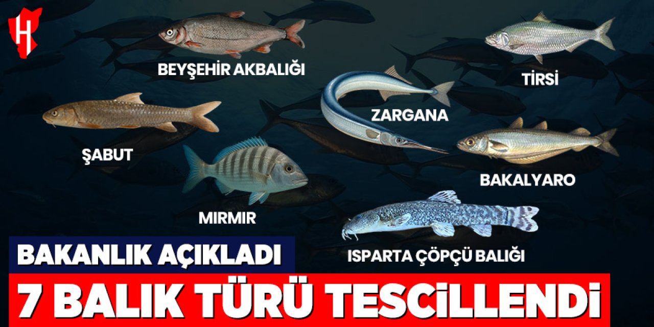 Bakanlık açıkladı: 7 balık türü tescillendi