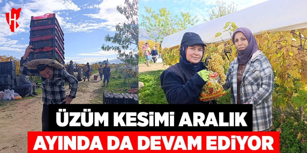 Üzüm kesimi aralık ayında da devam ediyor