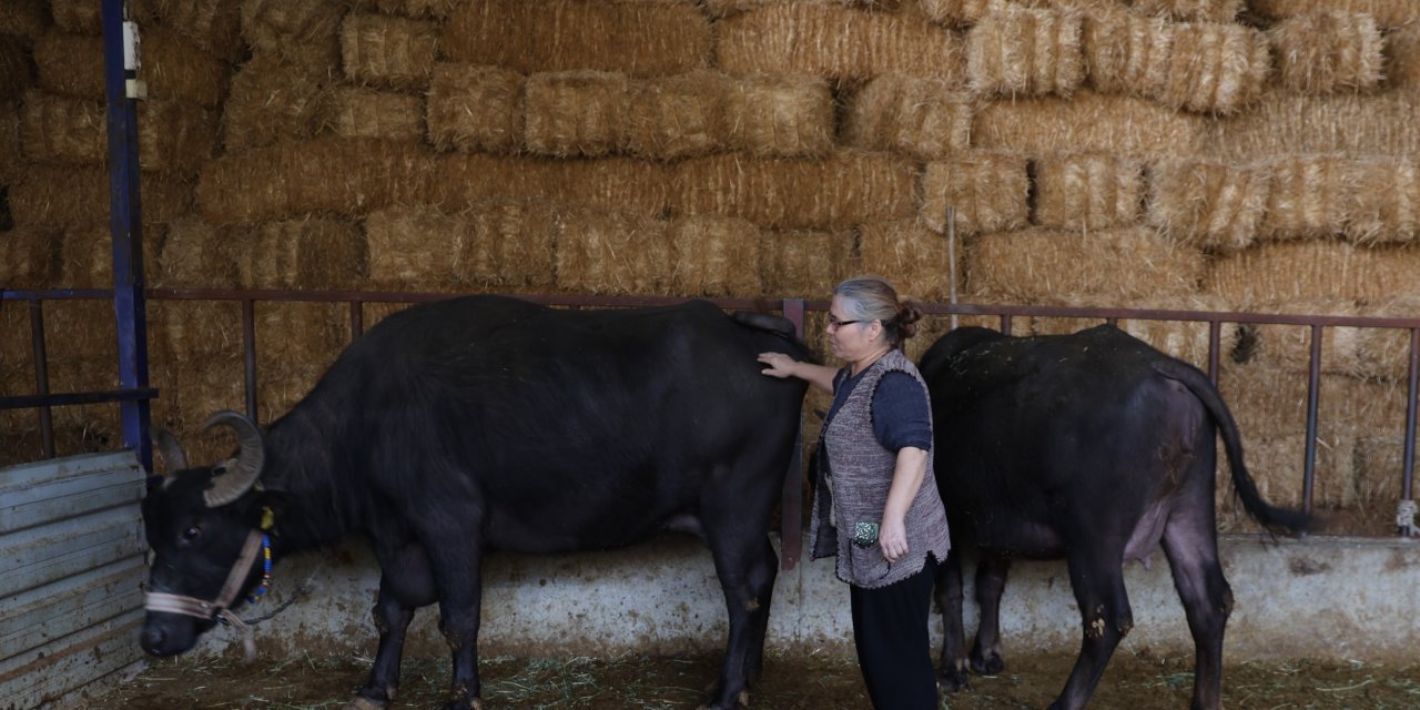 Bozdoğan'da mandadan gelen altın lezzet