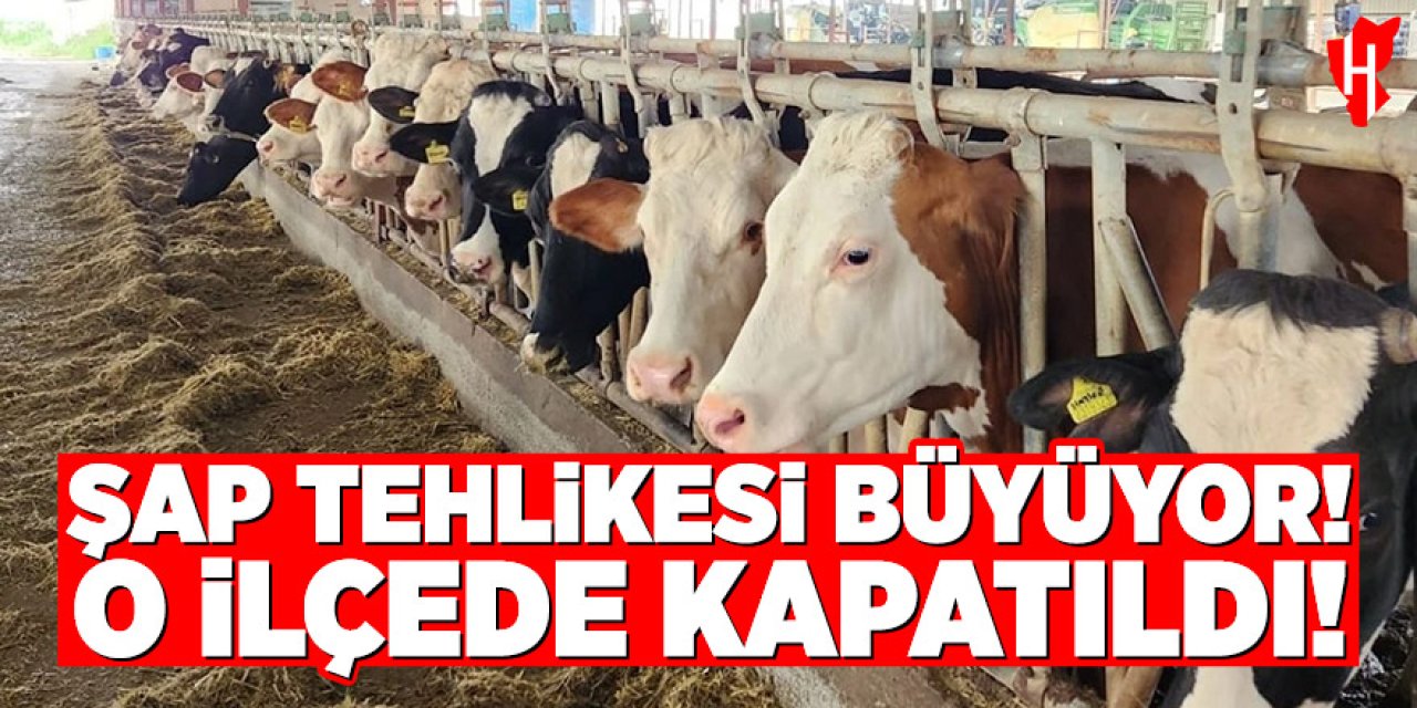 Şap tehlikesi büyüyor: O ilçede hayvan giriş-çıkışları durduruldu!