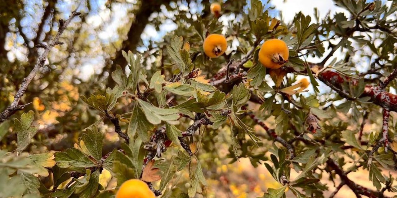 Şifa deposu alıç yoğun ilgi görüyor