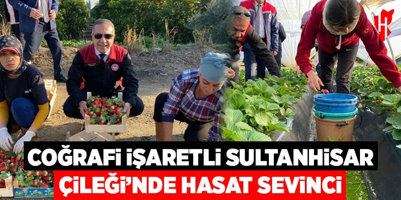 Coğrafi işaretli 'Sultanhisar Çileği'nde hasat sevinci