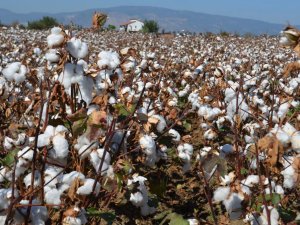Sökeli Üreticinin Pamukta Fiyat Endişesi Devam Ediyor