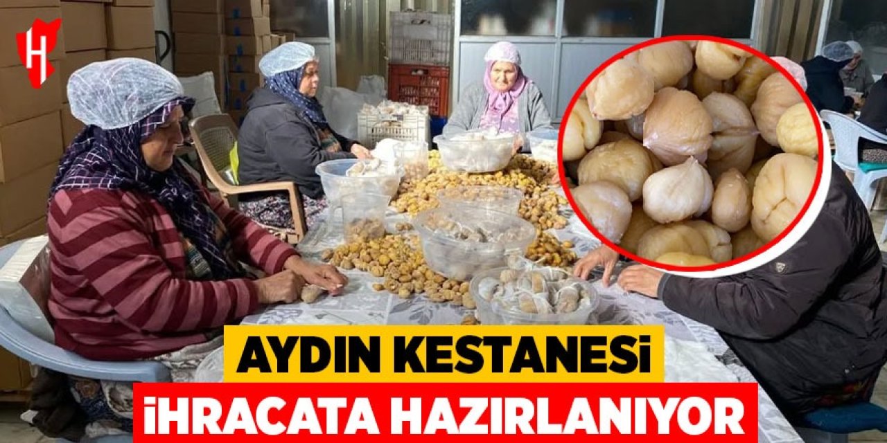 Aydın kestanesi ihracata hazırlanıyor
