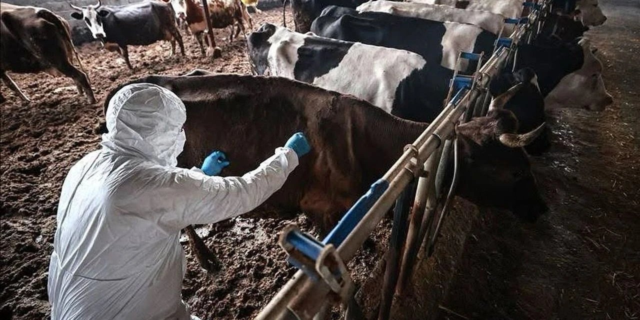Aydın'da şap yasağını çiğneyen vatandaşa para cezası