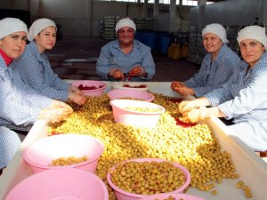 Sofralık Zeytin İhracatı Yüz Güldürdü
