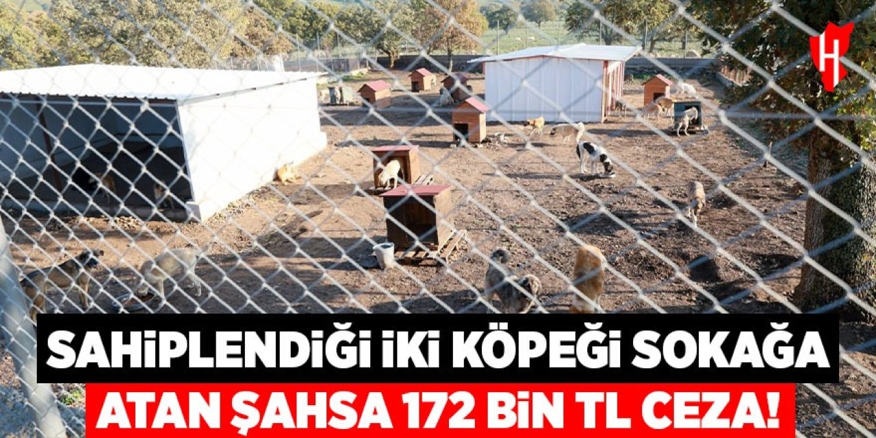 Sahiplendiği iki köpeği sokağa atan şahsa 172 bin TL ceza