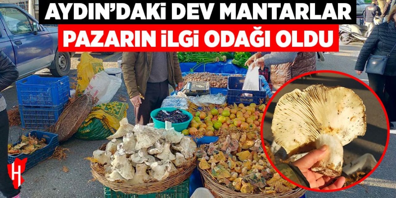 Aydın'daki dev mantarlar pazarın ilgi odağı oldu