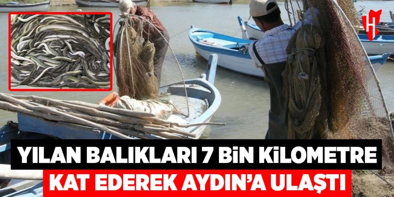 Yılan balıkları 7 bin kilometre kat ederek Aydın’a ulaştı