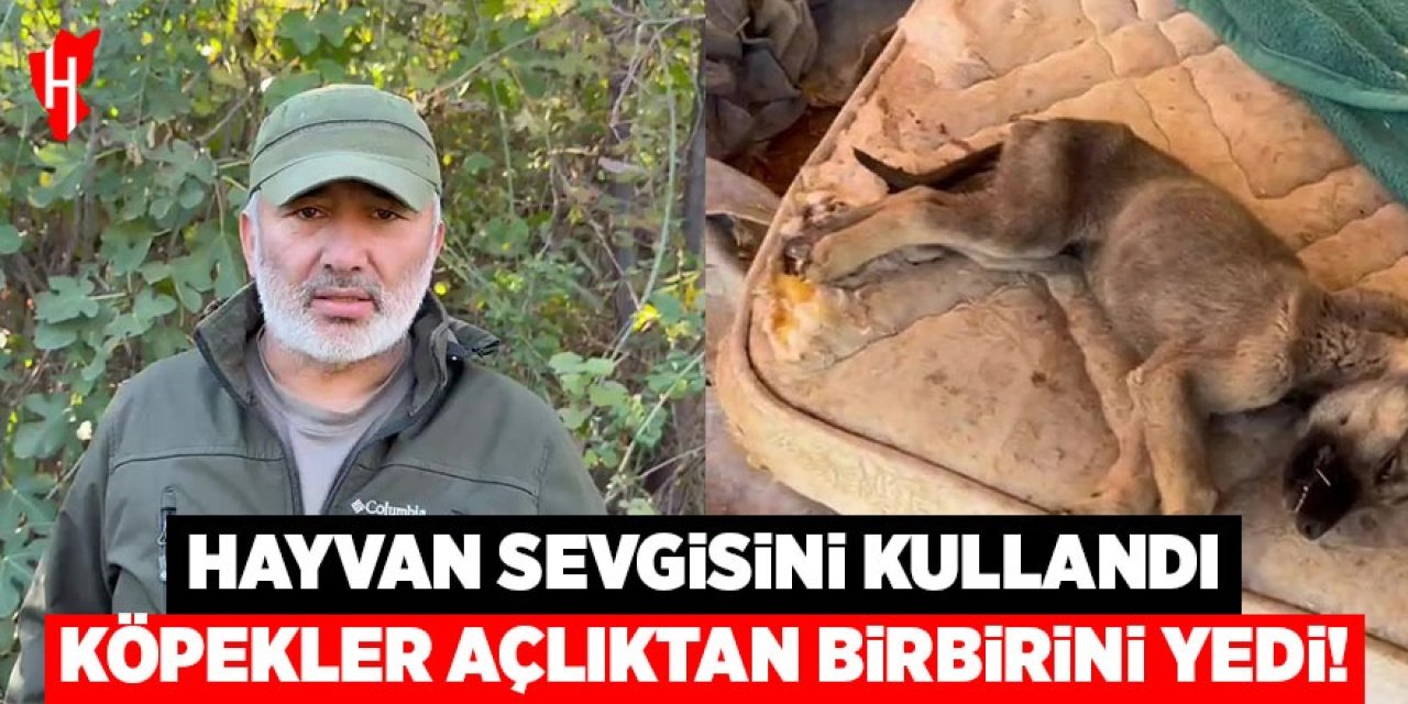 Hayvan sevgisini istismar etti, köpekler açıktan birbirini yedi