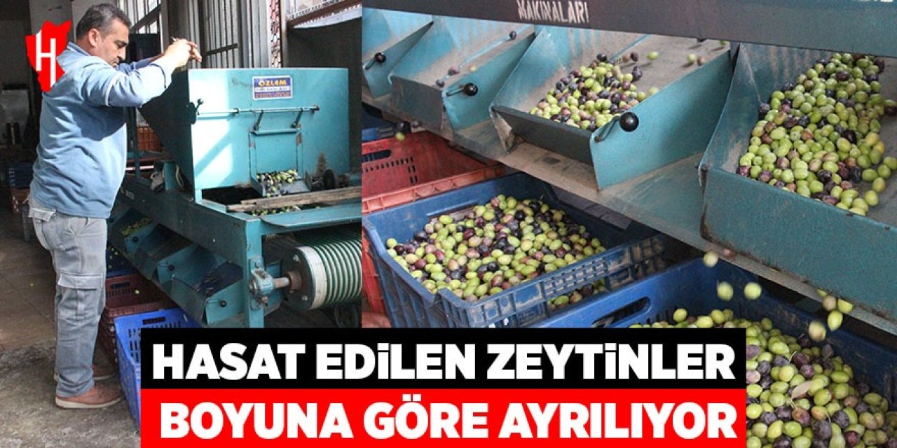 Hasat edilen zeytinler boyuna göre ayrılıyor, fiyatı kaliteyle şekilleniyor
