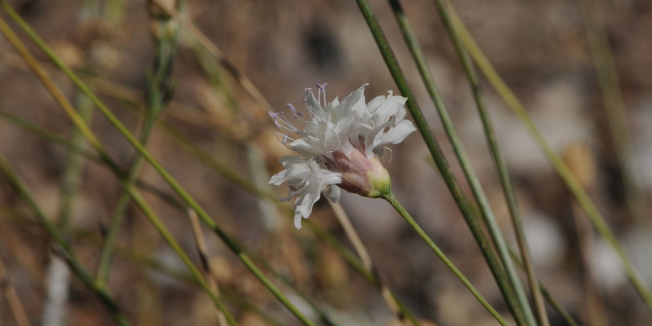 "Çameli pelemiri" bitki literatürüne kazandırıldı