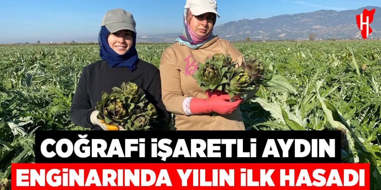 Coğrafi İşaretli Aydın Enginarı'nda yılın ilk hasadı yapıldı